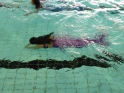 Meerjungfrauenschwimmen-156.jpg